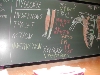 Myologie du Membre Supérieur - DSCN7669.jpg (397 ko)