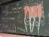 Myologie du Membre Supérieur - DSCN7722.jpg (424 ko)
